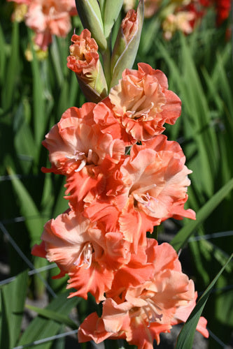 Gladiolus grandiflorus Groep 'Coral Crush'