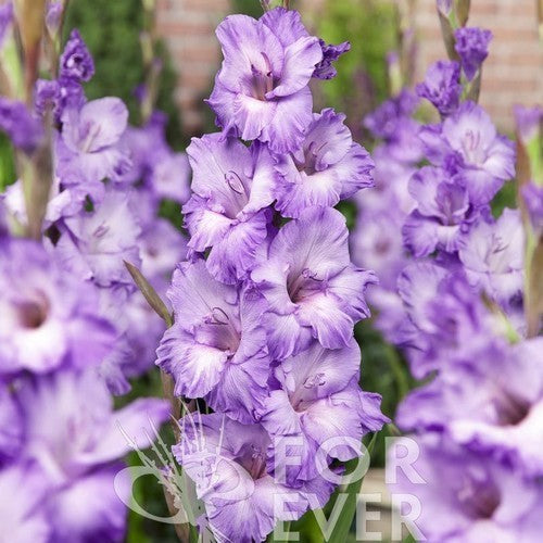 Gladiolus grandiflorus Group 'Cote d'Azur' / 'Milka'