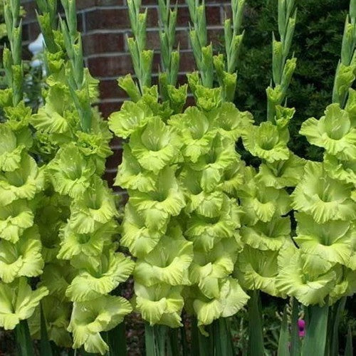 Gladiolus grandiflorus Groep ‘Green Star’ / 'Dingedong'