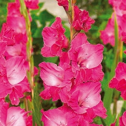 Gladiolus grandiflorus Groep 'Fidelio' / 'Fairytale Pink'