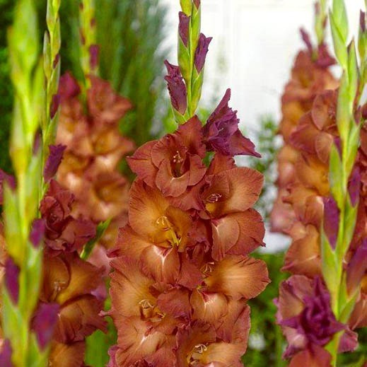 Gladiolus grandiflorus Groep 'Indian Summer'