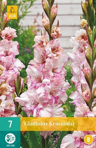 Gladiolus grandiflorus Groep 'Kissy Ruffle' / 'Krasnodar'
