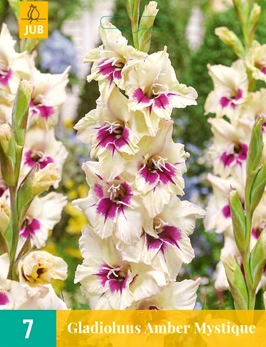 Gladiolus grandiflorus Groep 'Kirov' / 'Amber Mystique'