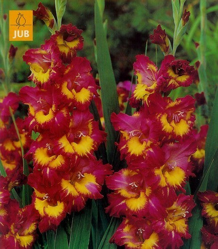 Gladiolus grandiflorus Group ‘Lilac & Chartreuse’ / 'Far Wes'
