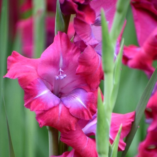 Gladiolus grandiflorus Groep 'Lumiere' / 'Lummiere'
