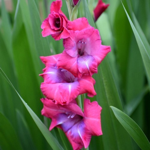 Gladiolus grandiflorus Groep 'Lumiere' / 'Lummiere'