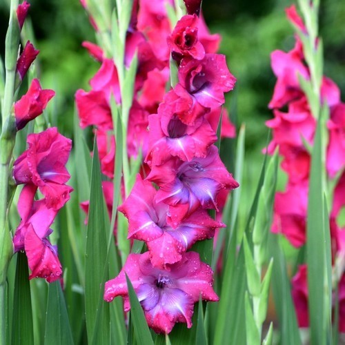 Gladiolus grandiflorus Groep 'Lumiere' / 'Lummiere'