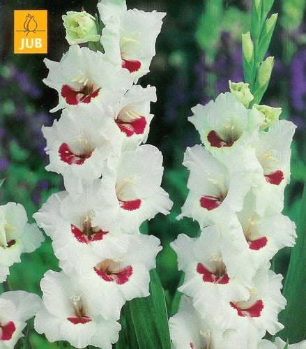 Gladiolus grandiflorus Groep 'Fiorentina'