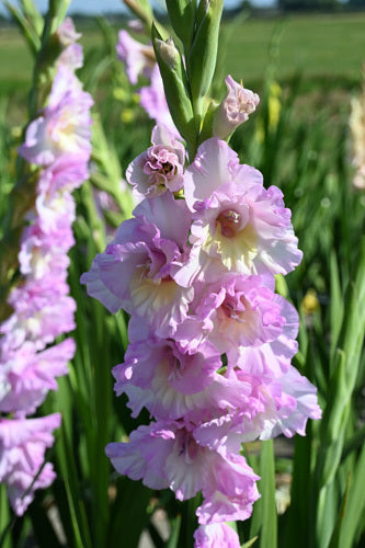 Gladiolus grandiflorus Groep 'Magenta Princess'