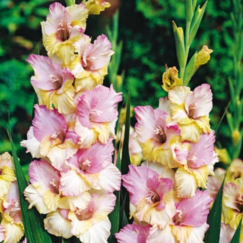 Gladiolus grandiflorus Group 'Mon Amour'