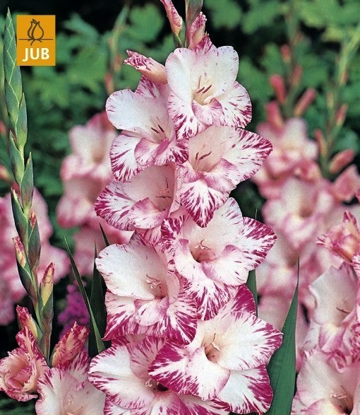 Gladiolus grandiflorus Group 'My Love'