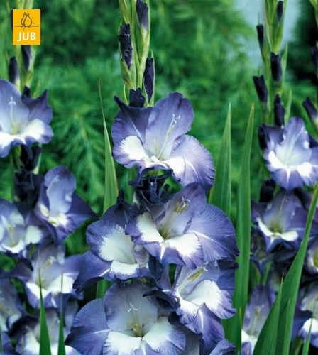 Gladiolus grandiflorus Groep 'Nori'