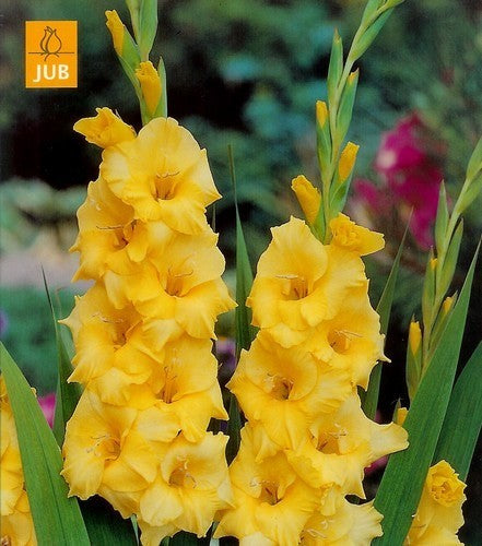 Gladiolus grandiflorus Groep 'Nova Lux'