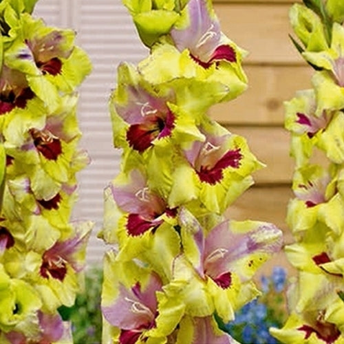 Gladiolus grandiflorus Groep 'Oracle'
