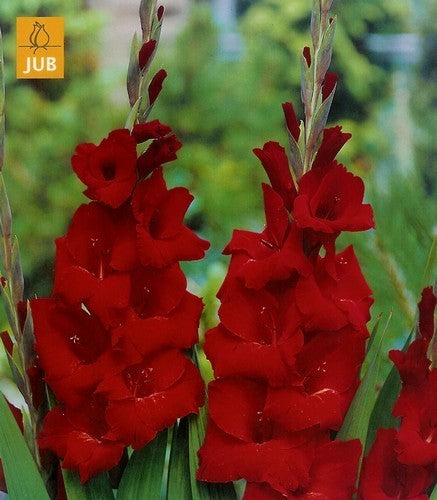 Gladiolus grandiflorus Groep 'Oscar'