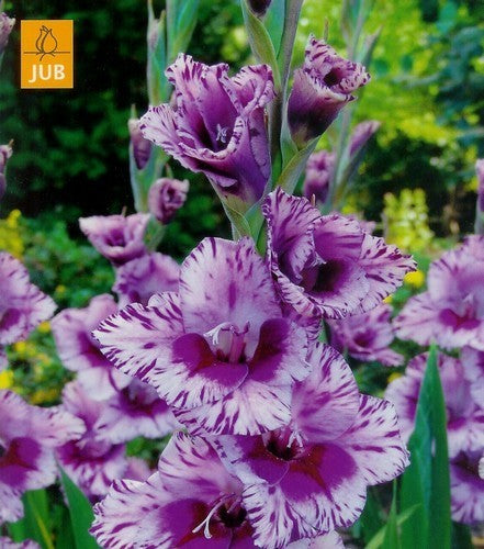 Gladiolus grandiflorus Groep 'Passos'