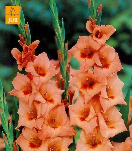 Gladiolus grandiflorus Groep 'Peter Pears'