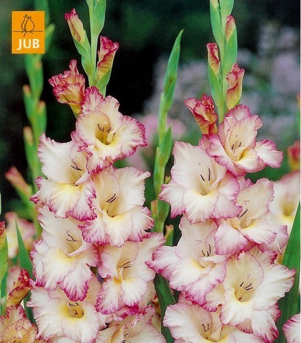Gladiolus grandiflorus Groep ‘Priscilla’