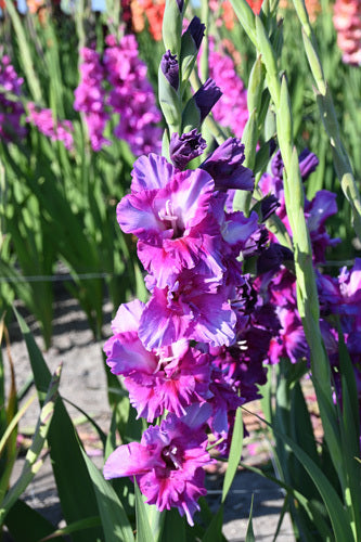 Gladiolus grandiflorus Groep 'Purple Art'