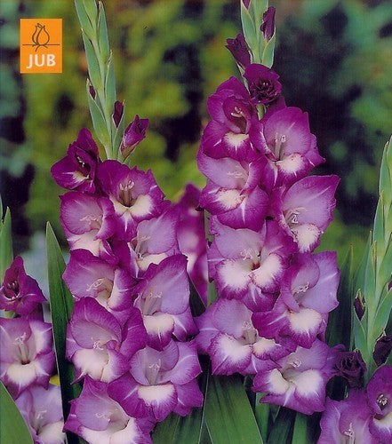 Gladiolus grandiflorus Groep ‘Purple Flora’