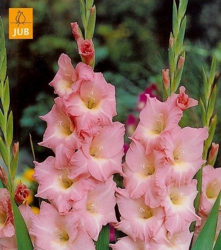 Gladiolus grandiflorus Groep 'Rose Supreme'
