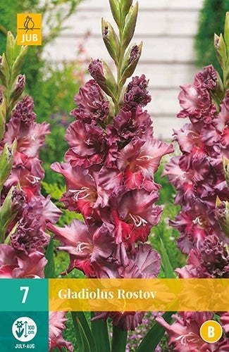 Gladiolus grandiflorus Groep 'Rostov'