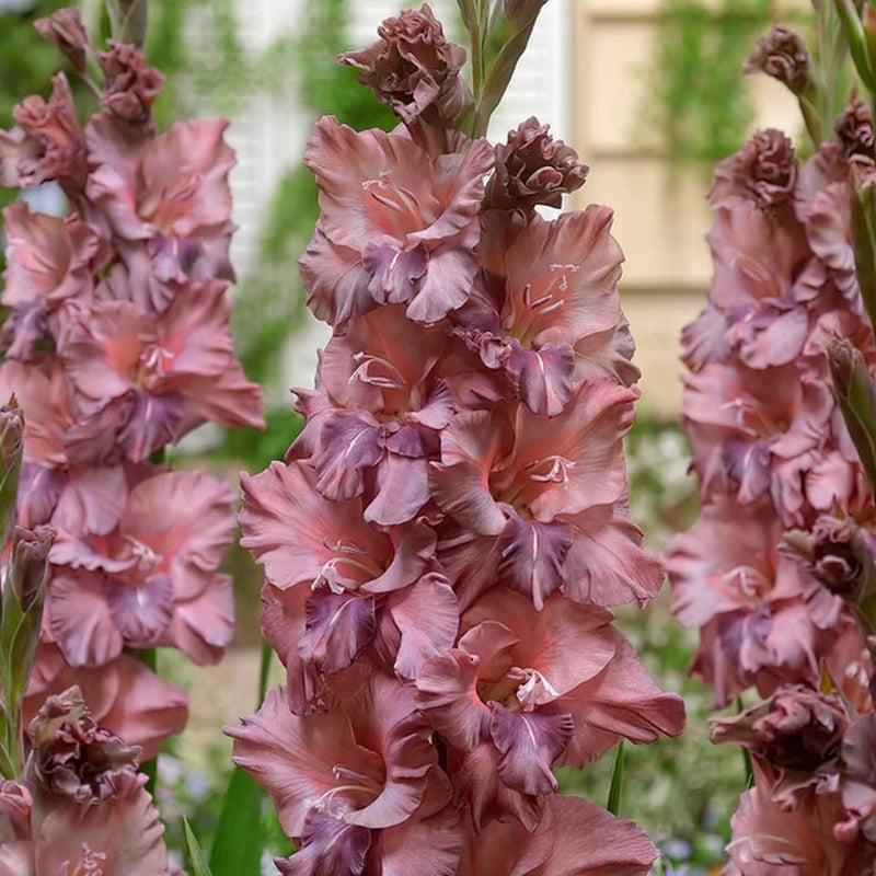 Gladiolus grandiflorus Groep 'Rusty Chestnut'