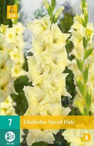 Gladiolus grandiflorus Groep 'Speed Date'