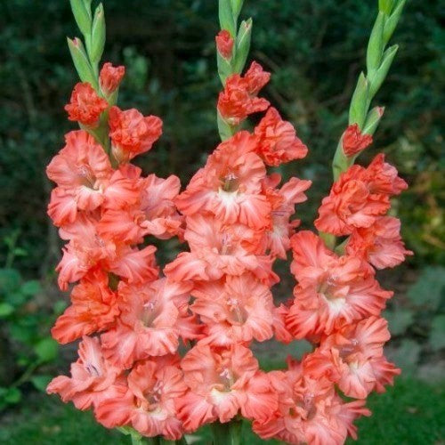 Gladiolus grandiflorus Groep 'Sotsji' / 'Rik'S Frizzle''