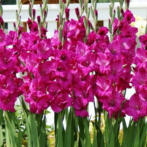 Gladiolus grandiflorus Groep ‘Sugar Plum’