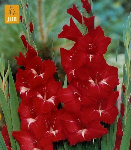 Gladiolus grandiflorus Groep 'Traderhorn'
