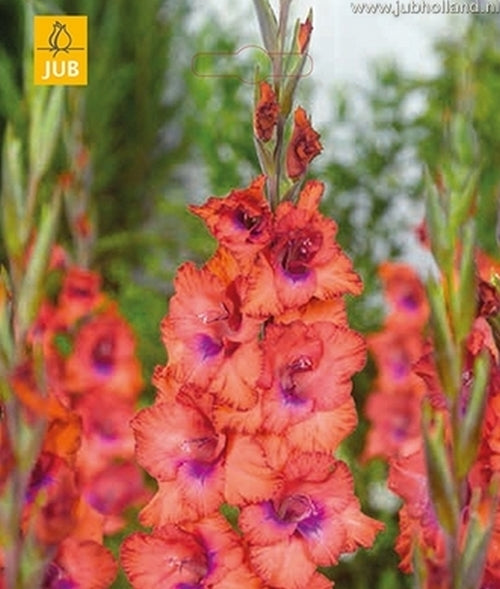 Gladiolus grandiflorus Group 'Tricolore'