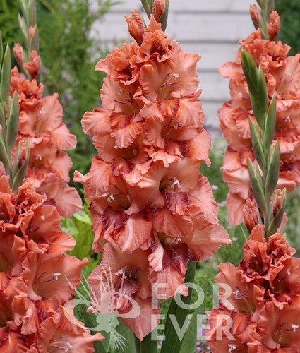 Gladiolus grandiflorus Groep 'Ufa'