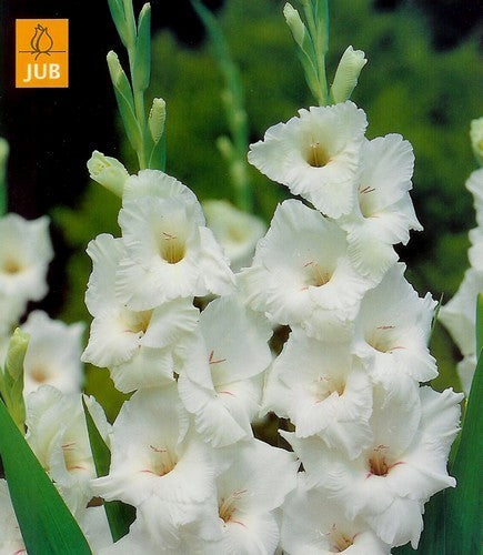 Gladiolus grandiflorus Groep 'White Prosperity'