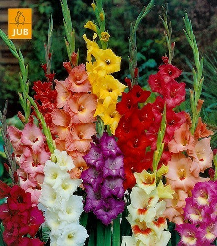 Gladiolus grandiflorus Groep Gemengd