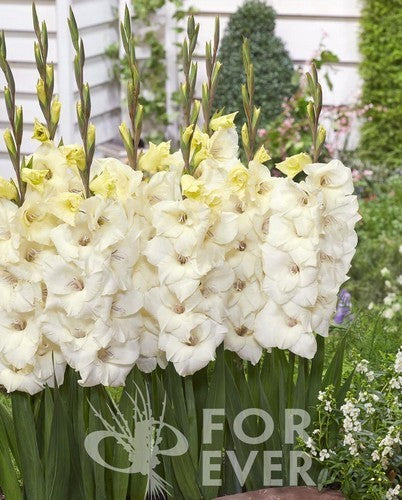 Gladiolus Glamini® Group 'Amber'