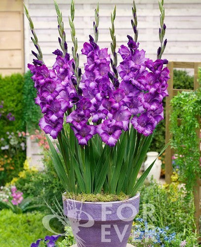 Gladiolus Glamini® Group 'Kim'