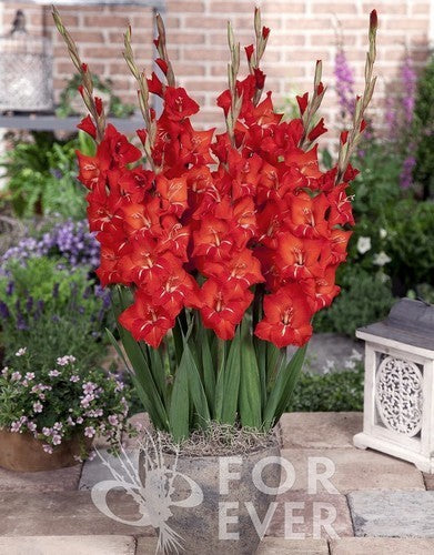 Gladiolus Glamini® Group 'Patty'
