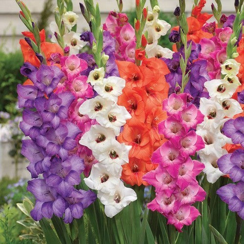 Gladiolus Glamini® Groep 'Mixed'