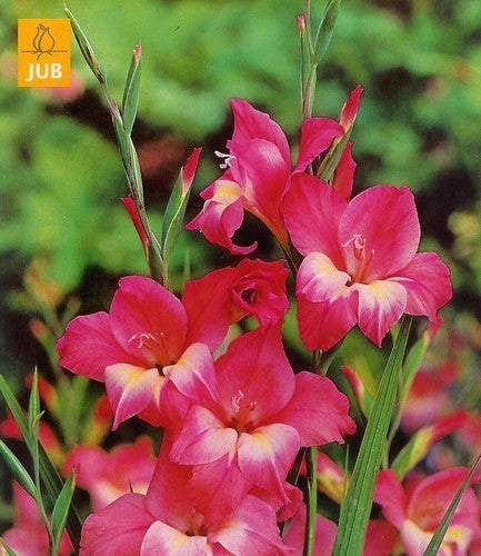 Gladiolus nanus Groep 'Charming Beauty'