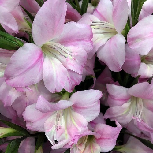 Gladiolus nanus Groep 'Charming Lady'