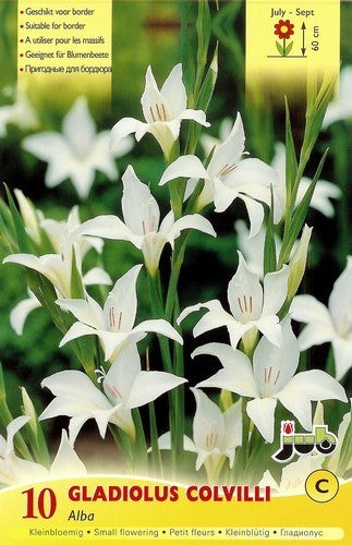 Gladiolus nanus group x colvillii 'Albus'