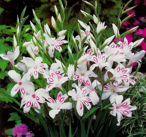Gladiolus nanus Group 'Nymph'