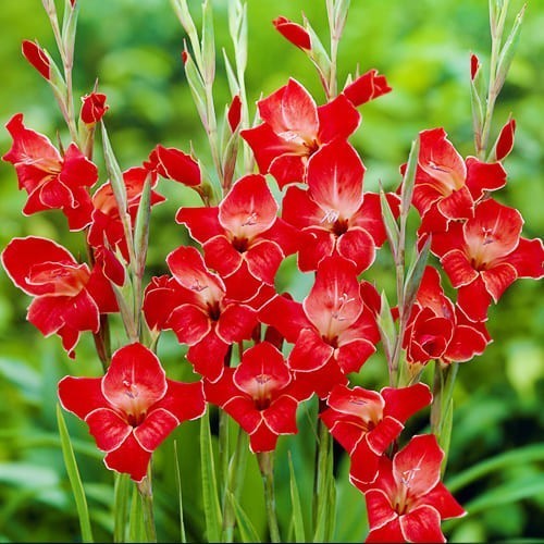 Gladiolus nanus Groep 'Atom'