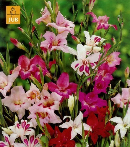 Gladiolus nanus Groep Gemengd