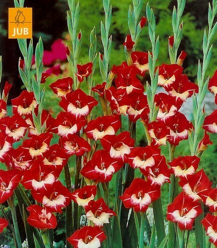 Gladiolus x colvillii (butterflytype) hybride 'Madam de Pari'