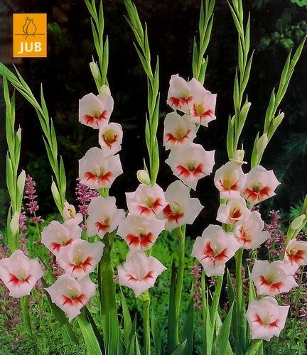 Gladiolus x colvillii (butterflytype) hybride ‘Shocking’