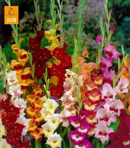 Gladiolus x colvillii (butterfly type) mixed hybrid