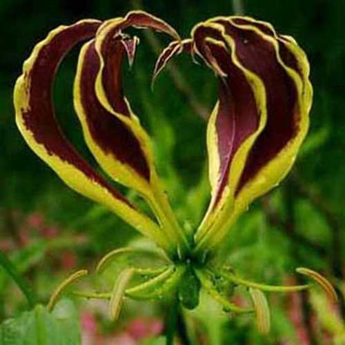 Gloriosa 'Carsonii'