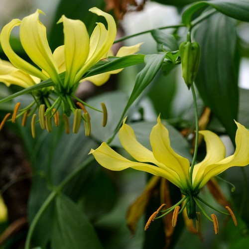 Gloriosa superba 'Greenii'